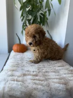 Aimiri, a male Miniature Goldendoodle for sale in Woodhaven, NY – 2 of 7