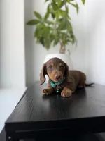 Scooby, a male Miniature Dachshund for sale in Woodhaven, NY – 3 of 6