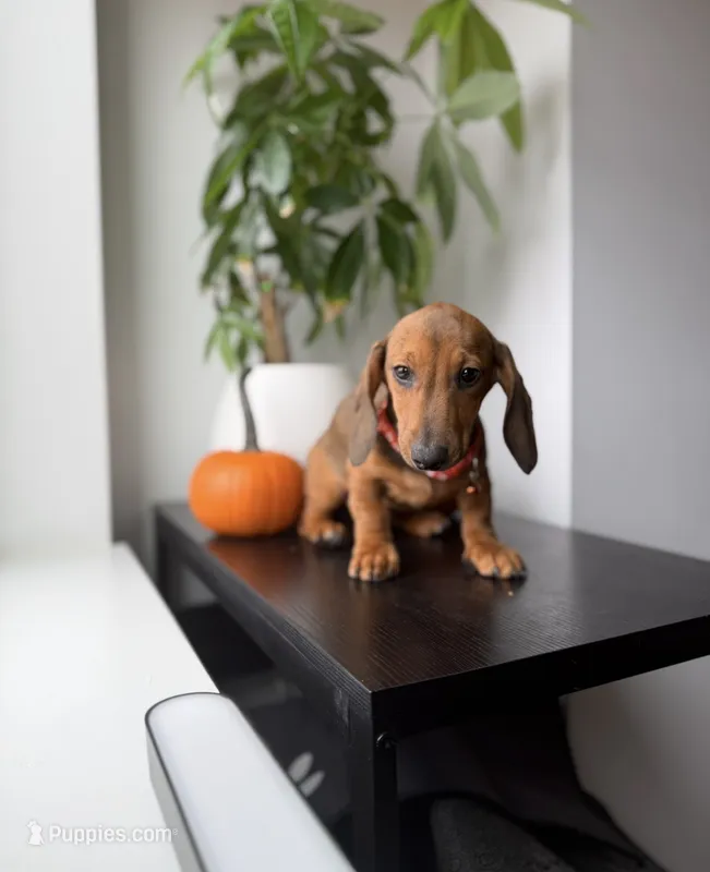 Dasher – Dachshund puppy for sale in Woodhaven, NY