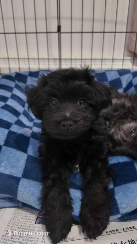 Duke, a male Maltipoo for sale in Woodhaven, NY – Photo 1 of 1