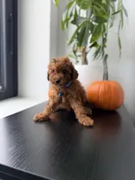 Tiger, a male Poodle - Toy  for sale in Woodhaven, NY – 2 of 5