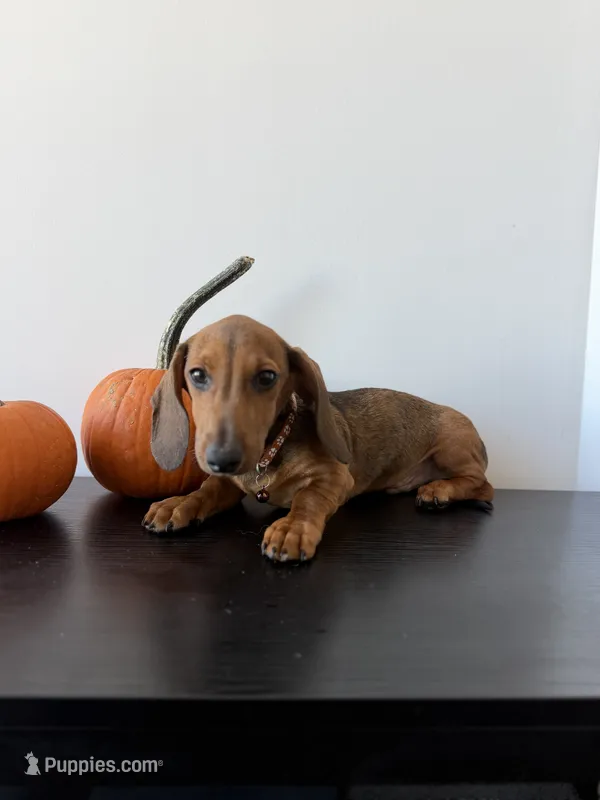 Dasher – Dachshund puppy for sale in Woodhaven, NY