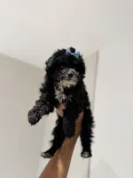 Thor, a male Poodle - Toy  for sale in Woodhaven, NY – Photo 2 of 3