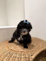 Thor, a male Poodle - Toy  for sale in Woodhaven, NY – Photo 3 of 3