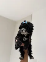 Thor, a male Poodle - Toy  for sale in Woodhaven, NY – Photo 1 of 3