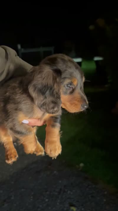 Mikko, a male Miniature Dachshund for sale in Woodhaven, NY – 5 of 5