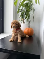 Button, a male Poodle - Toy  for sale in Woodhaven, NY – 2 of 5