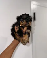 Luke, a male Yorkshire Terrier for sale in Woodhaven, NY – 2 of 3