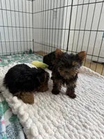 Yorkies, a male Yorkshire Terrier for sale in Woodhaven, NY – Photo 3 of 3