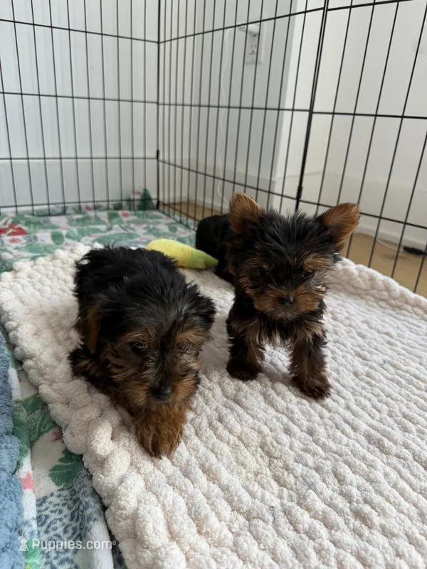 Yorkies