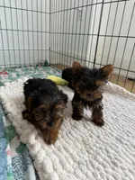 Yorkies, a male Yorkshire Terrier for sale in Woodhaven, NY – Photo 1 of 3
