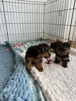 Yorkies, a male Yorkshire Terrier for sale in Woodhaven, NY – Photo 2 of 3