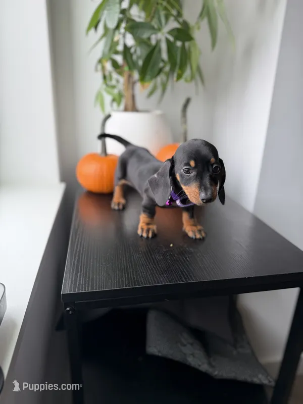 Poppy – Miniature Dachshund puppy for sale in Woodhaven, NY