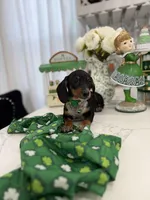 Johnny , a male Miniature Dachshund for sale in Woodhaven, NY – Photo 1 of 2