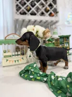 Johnny , a male Miniature Dachshund for sale in Woodhaven, NY – Photo 2 of 2