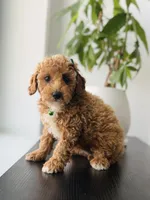 Luna, a female Poodle - Toy  for sale in Woodhaven, NY – 1 of 4