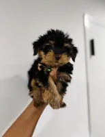 Cooper, a male Yorkshire Terrier for sale in Woodhaven, NY – 2 of 4