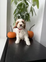 Mela, a female Cavapoo for sale in Woodhaven, NY – 7 of 7