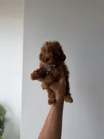 Tiger, a male Poodle - Toy  for sale in Woodhaven, NY – 5 of 5
