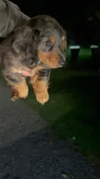 Mikko, a male Miniature Dachshund for sale in Woodhaven, NY – 3 of 5
