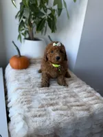 Princess , a female Miniature Goldendoodle for sale in Woodhaven, NY – 5 of 6