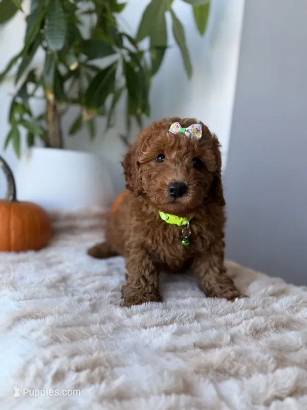 Princess  – Miniature Goldendoodle puppy for sale in Woodhaven, NY