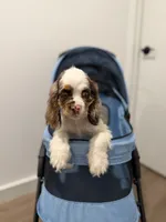 Zeus, a male English Cocker Spaniel for sale in Woodhaven, NY – 4 of 5