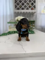 Jim, a male Miniature Dachshund for sale in Woodhaven, NY – Photo 1 of 2