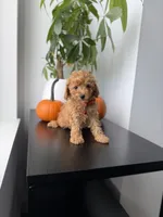 Button, a male Poodle - Toy  for sale in Woodhaven, NY – 4 of 5