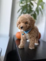 Gucci, a male Poodle - Toy  for sale in Woodhaven, NY – 4 of 8