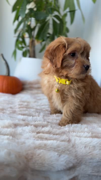 Louis, a male Miniature Goldendoodle for sale in Woodhaven, NY – 6 of 6