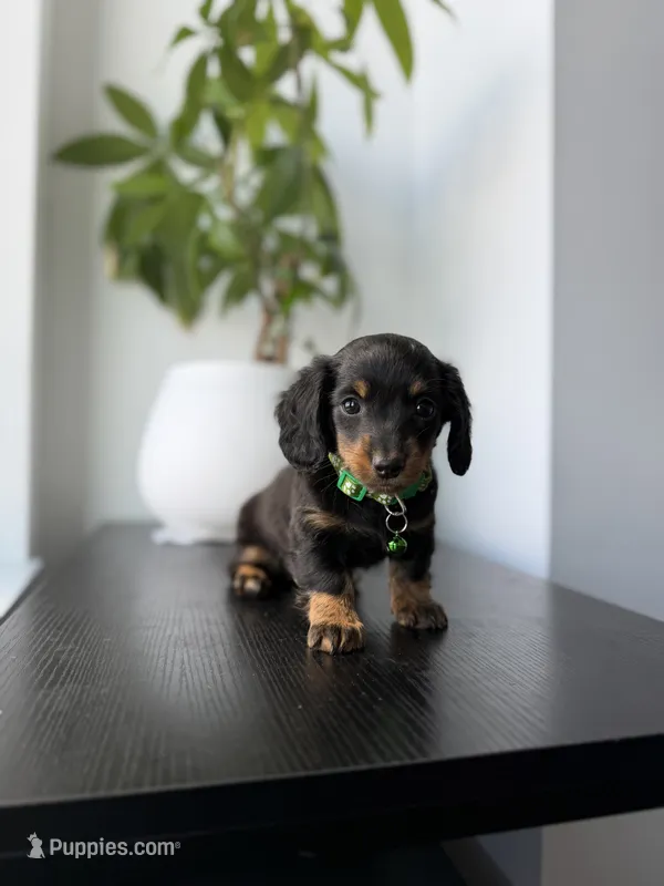 Shaggy – Miniature Dachshund puppy for sale in Woodhaven, NY