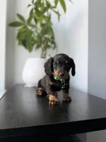 Shaggy, a male Miniature Dachshund for sale in Woodhaven, NY – 1 of 4