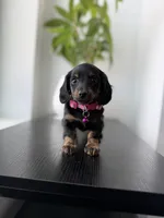 Daphnie , a male Miniature Dachshund for sale in Woodhaven, NY – 2 of 3