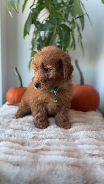 Polo, a male Miniature Goldendoodle for sale in Woodhaven, NY – 7 of 7