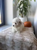 Tiny, a male Maltese for sale in Woodhaven, NY – 2 of 5