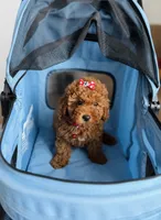 Hazel, a female Cavapoo for sale in Woodhaven, NY – 3 of 4