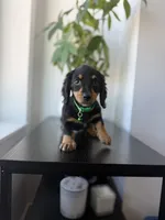 Dasher , a male Miniature Dachshund for sale in Woodhaven, NY – 5 of 6