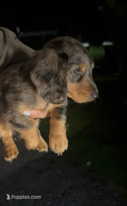 Mikko – Miniature Dachshund puppy for sale in Woodhaven, NY