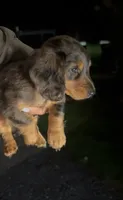 Mikko, a male Miniature Dachshund for sale in Woodhaven, NY – 1 of 5