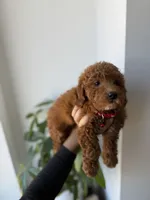 Prada, a male Miniature Goldendoodle for sale in Woodhaven, NY – 2 of 6