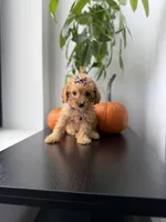 Tinkerbell teacup, a female Poodle - Toy  for sale in Woodhaven, NY – 3 of 5