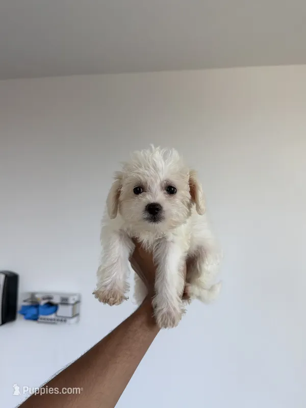 Diamond – Yorkipoo puppy for sale in Woodhaven, NY