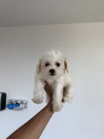 Diamond, a female Yorkipoo for sale in Woodhaven, NY – 1 of 1
