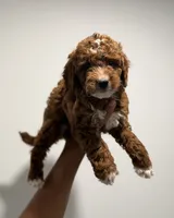 Lucy, a female Miniature Goldendoodle for sale in Woodhaven, NY – 5 of 5