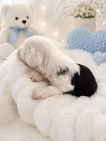 Luca, a male Sheepadoodle for sale in Higdon, AL – 4 of 7