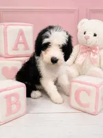 Lucy🩷Mini SheepaDoodle, a female Sheepadoodle for sale in Higdon, AL – 5 of 10