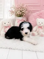 Lucy🩷Mini SheepaDoodle, a female Sheepadoodle for sale in Higdon, AL – 6 of 10