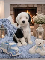 Jax💙, a male Old English Sheepdog and Poodle - Miniature  for sale in Higdon, AL – 2 of 9