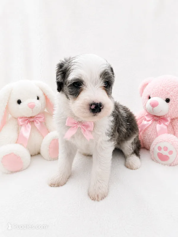 Mia (Merle Color) – Sheepadoodle puppy on hold in Higdon, AL